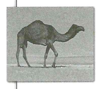 (בספר תמונה של גמל)